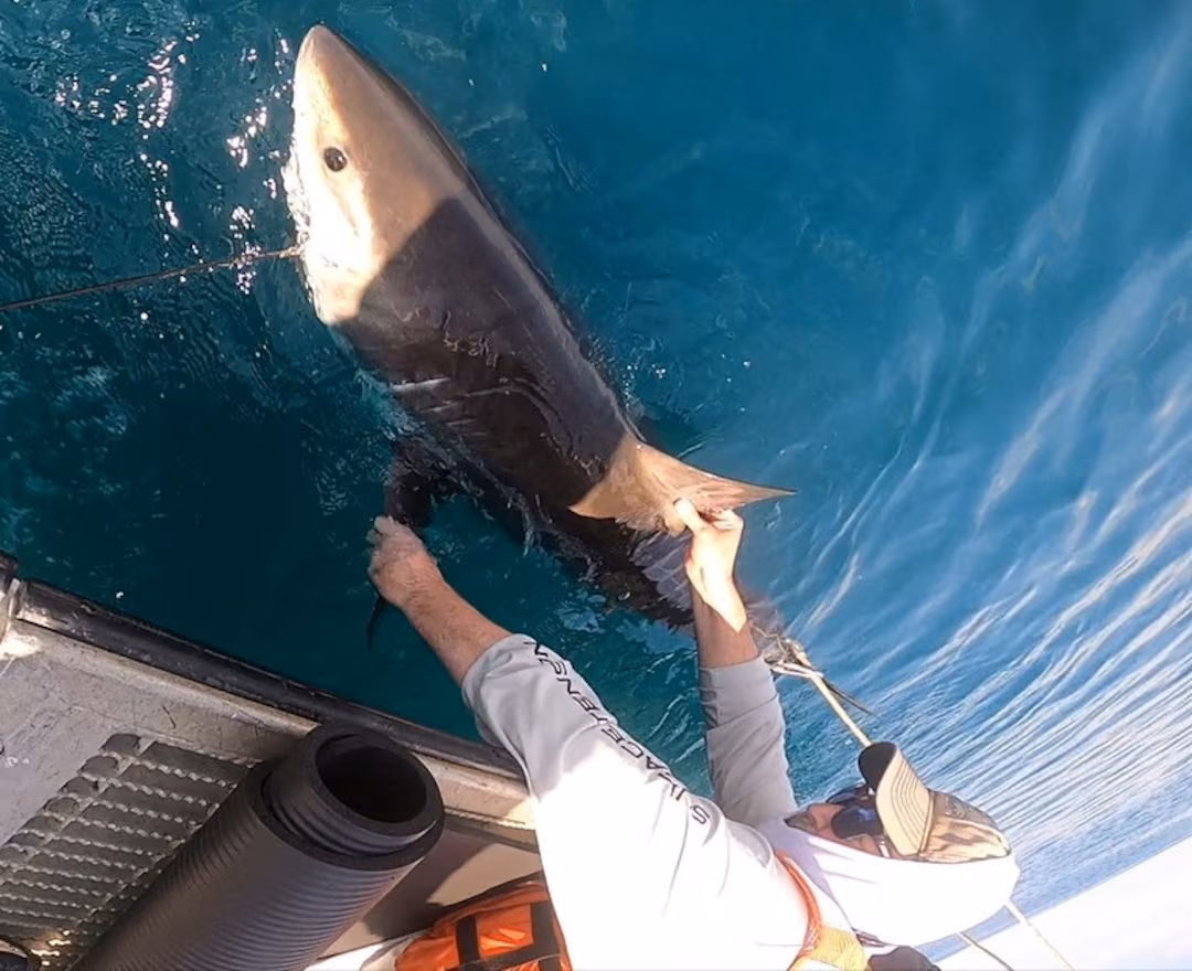 Scientists Turn To Sharks To Improve Hurricane Predictions