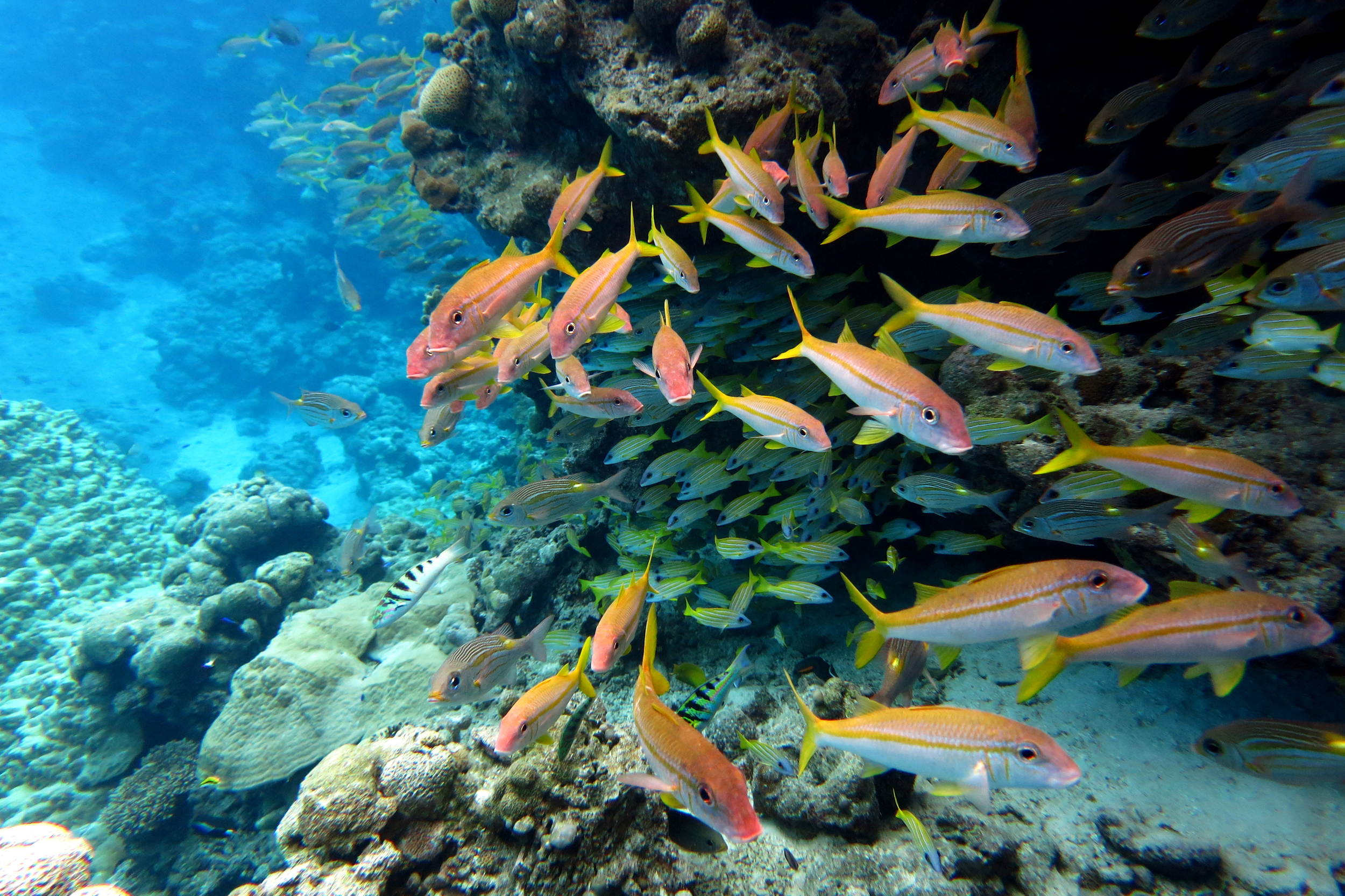 Trump Administration Moves Closer to Pacific Seabed Mining Lease Sale